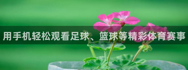 用手机轻松观看足球、篮球等精彩体育赛事